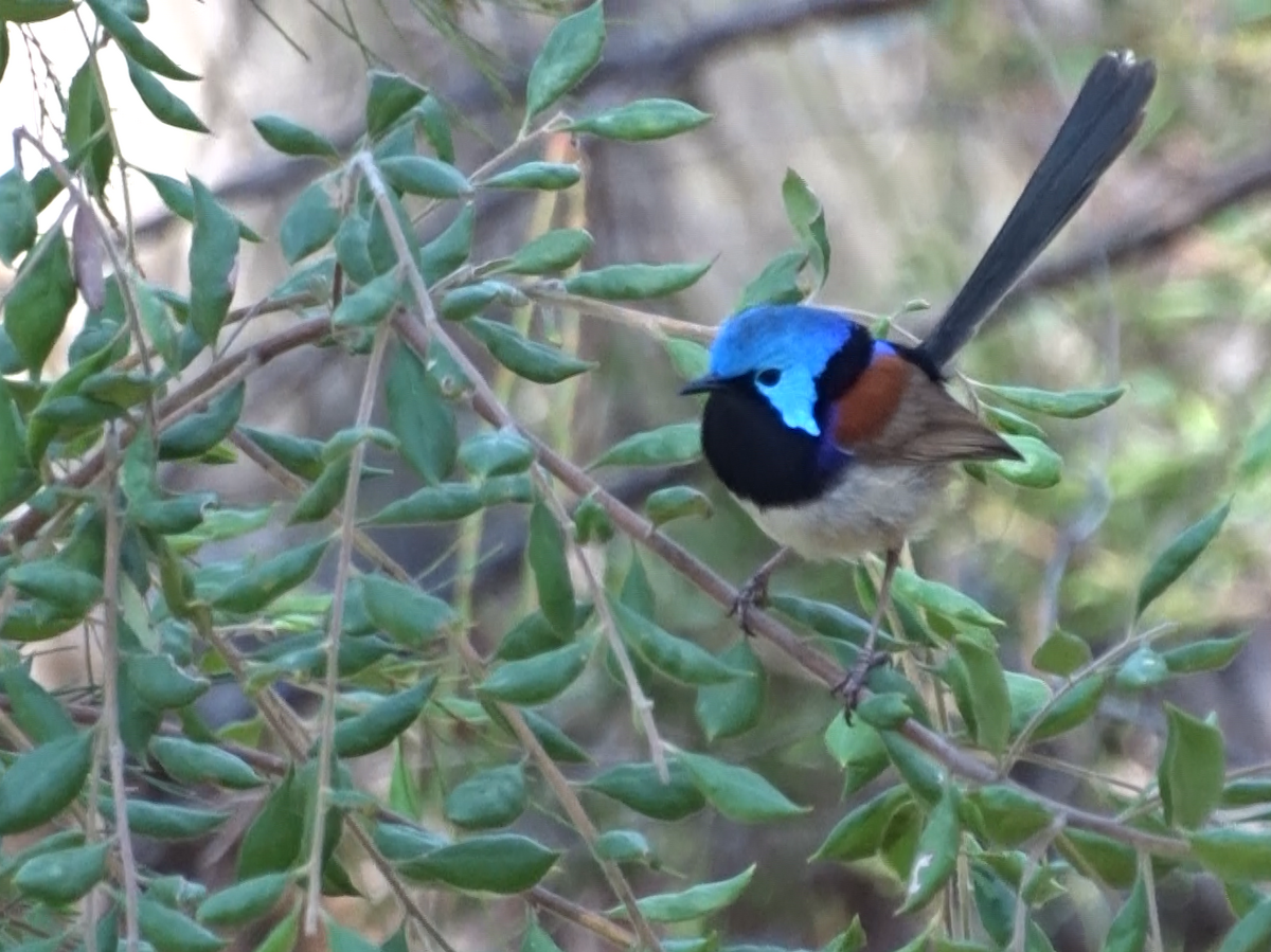 Variegated Fairywren - ML385107481