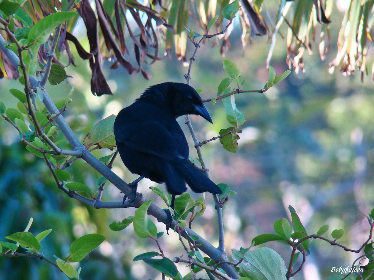 Melodious Blackbird - Roberto Amaya