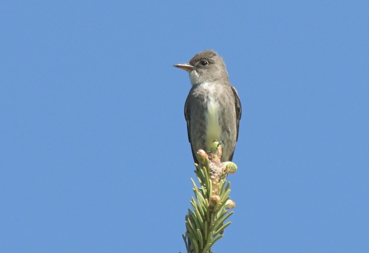 Olive-sided Flycatcher - Gord Gadsden