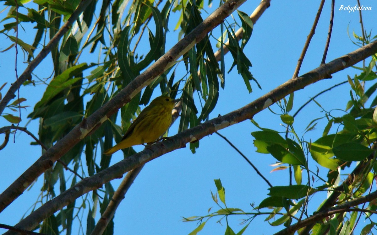 Paruline jaune - ML38510841