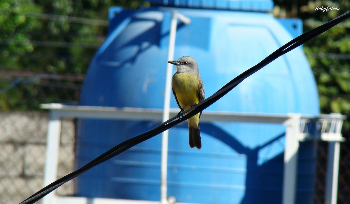 Tropical Kingbird - ML38510881