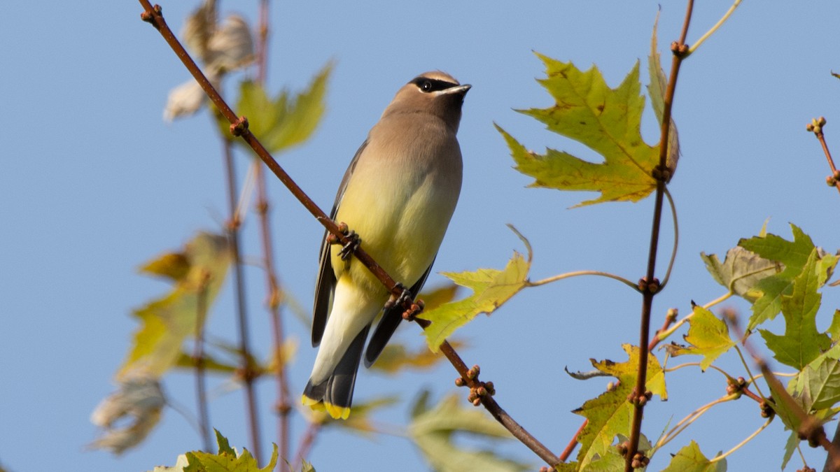 Cedar Waxwing - ML385109241