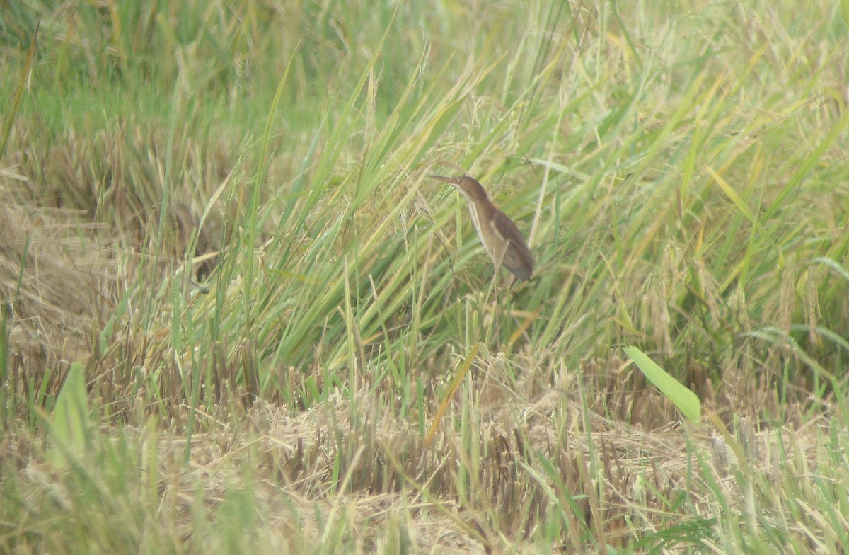 Least Bittern - ML38510931