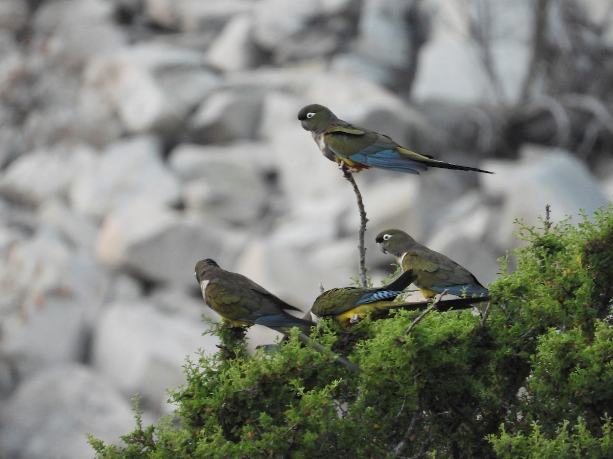 Burrowing Parakeet - ML385109681