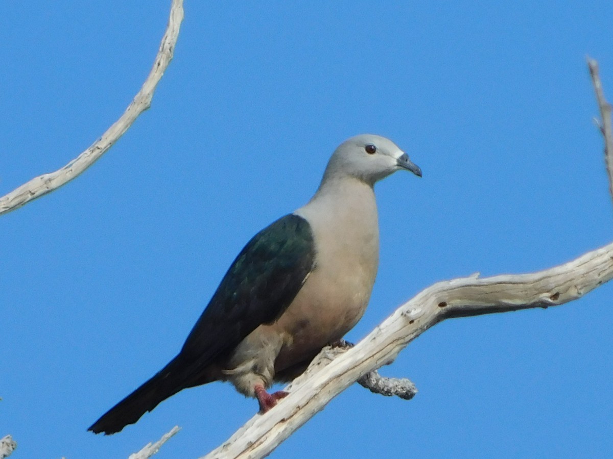 Pacific Imperial-Pigeon - ML385109951
