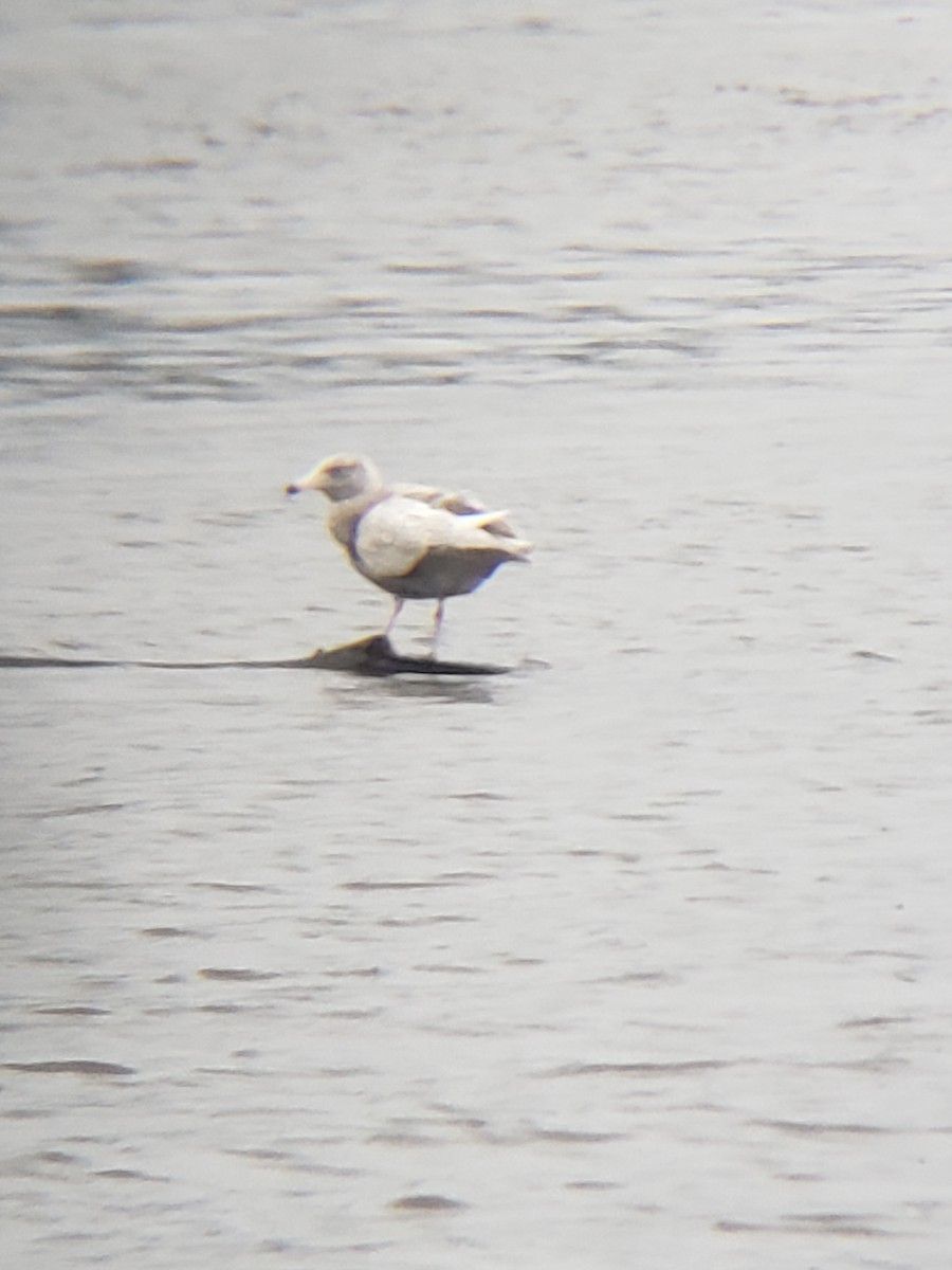 Glaucous Gull - ML385109991