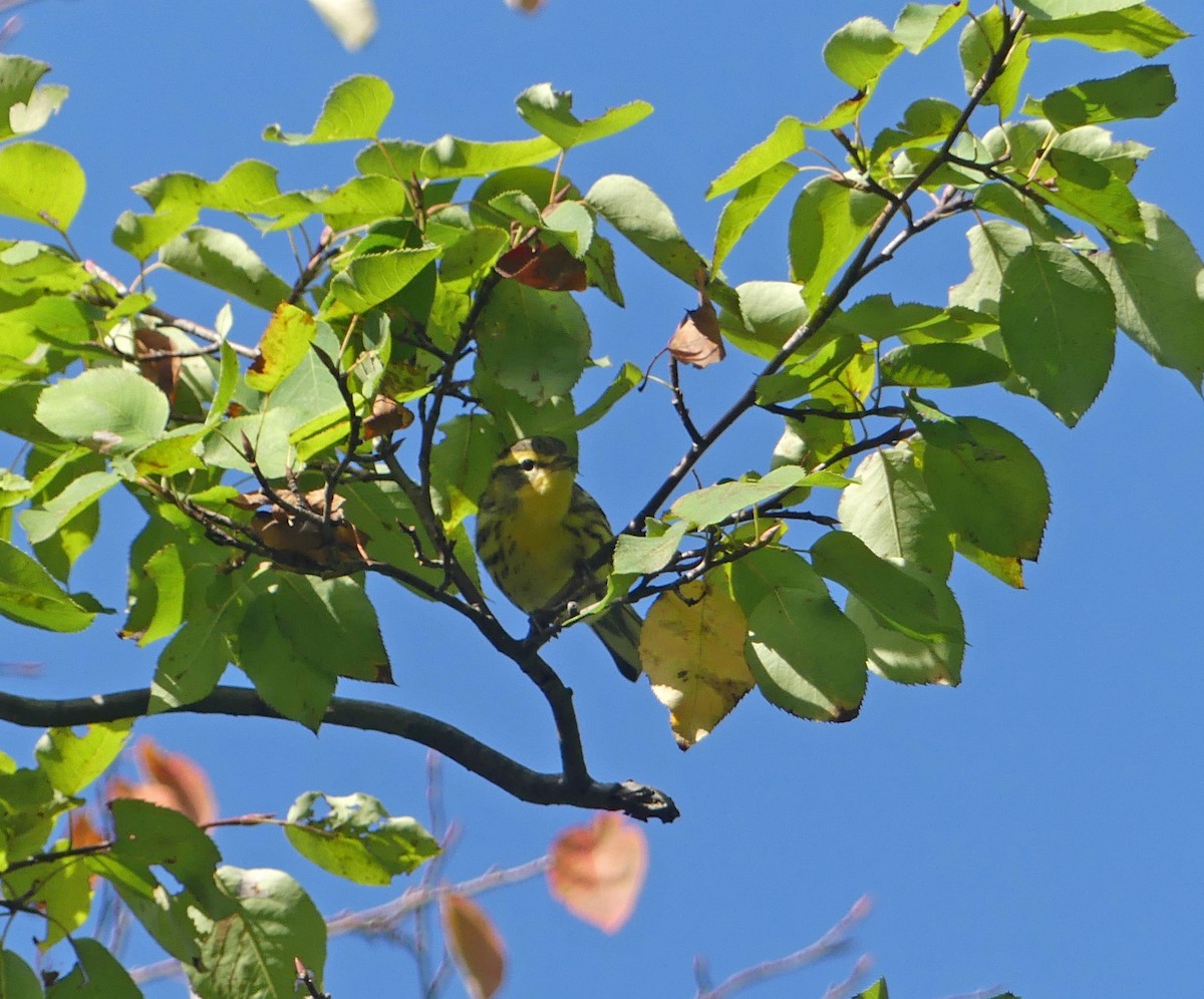 Blackburnian Warbler - ML385110641