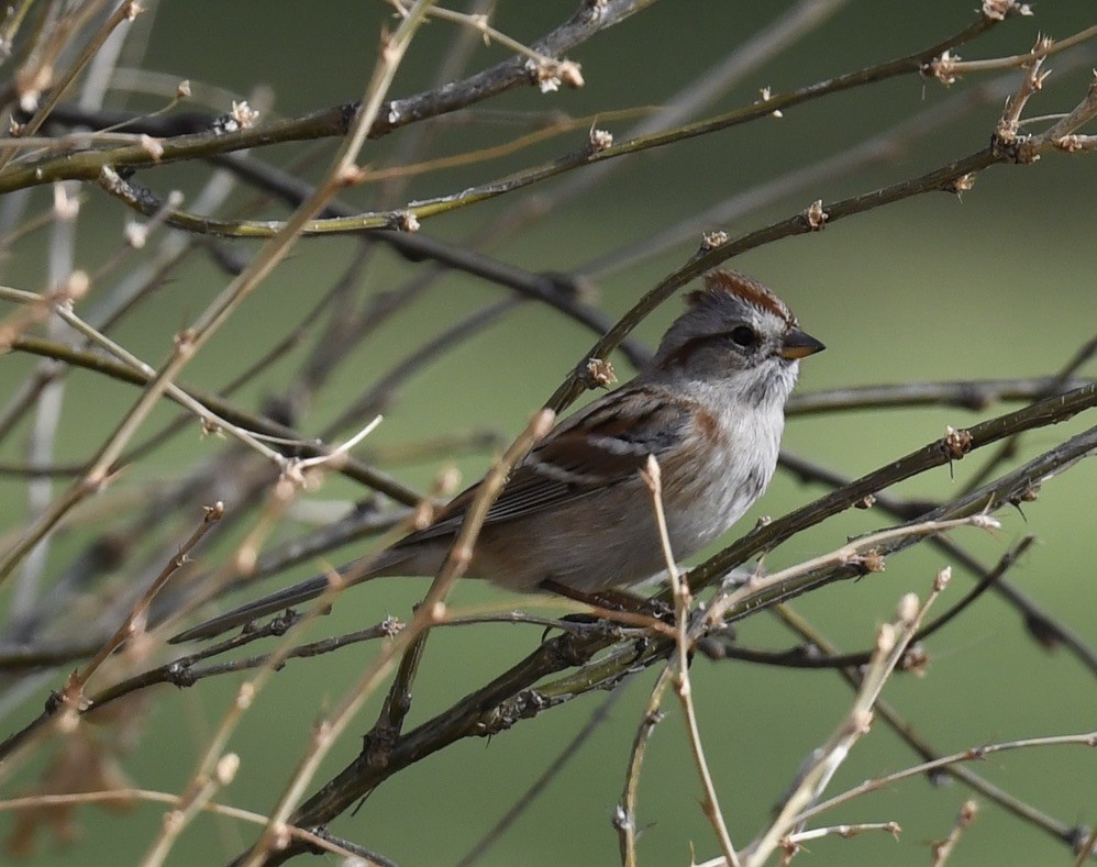 American Tree Sparrow - ML385111591