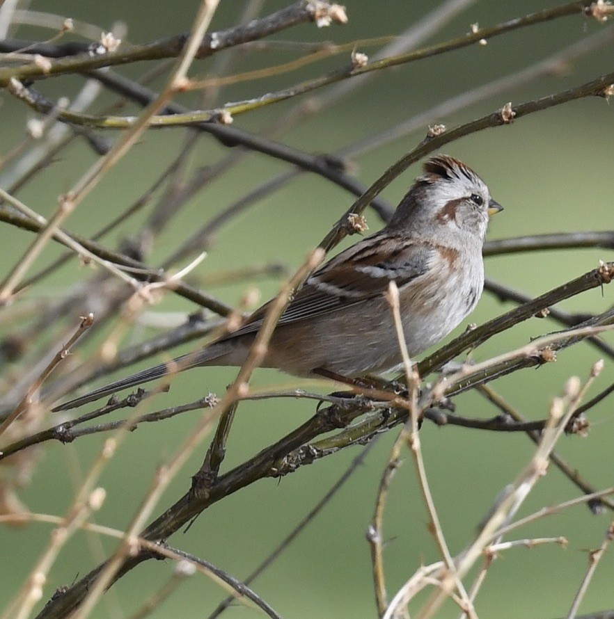 American Tree Sparrow - ML385111601