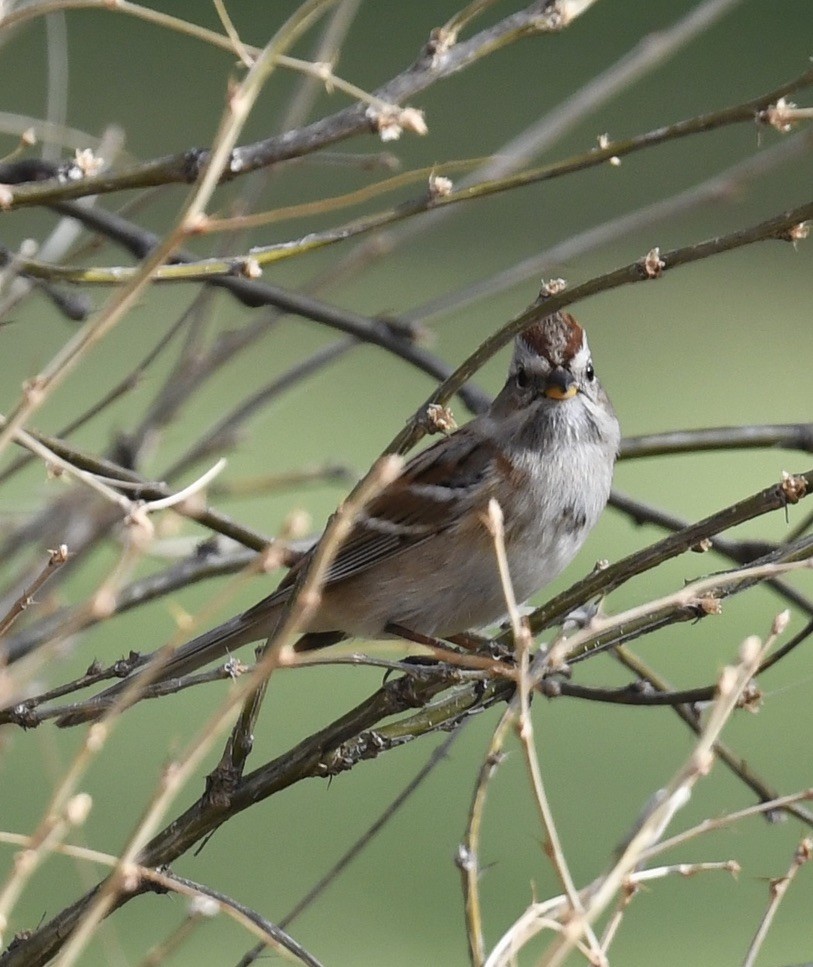 American Tree Sparrow - ML385111611