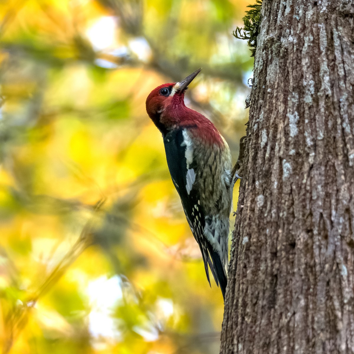 Red-breasted Sapsucker - Perry Doggrell