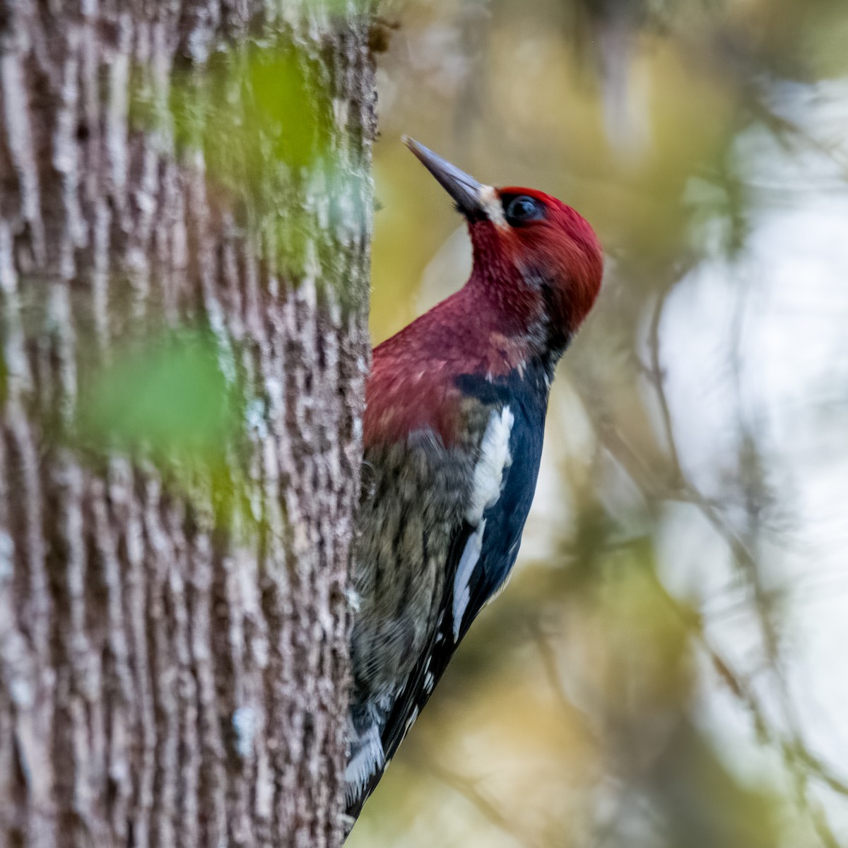 Red-breasted Sapsucker - Perry Doggrell