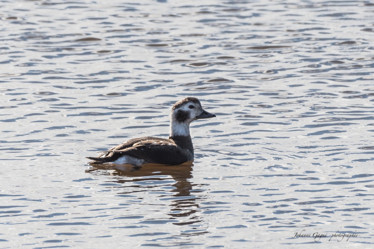 Long-tailed Duck - ML385113141