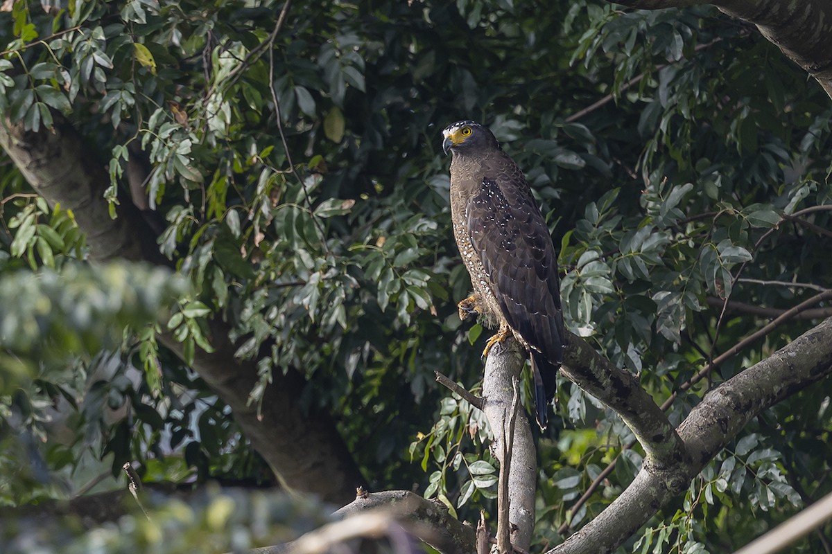 Haubenschlangenadler - ML385113381