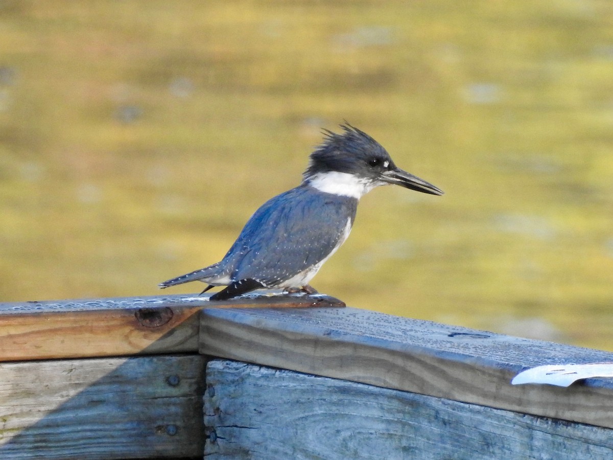 Belted Kingfisher - ML385113401