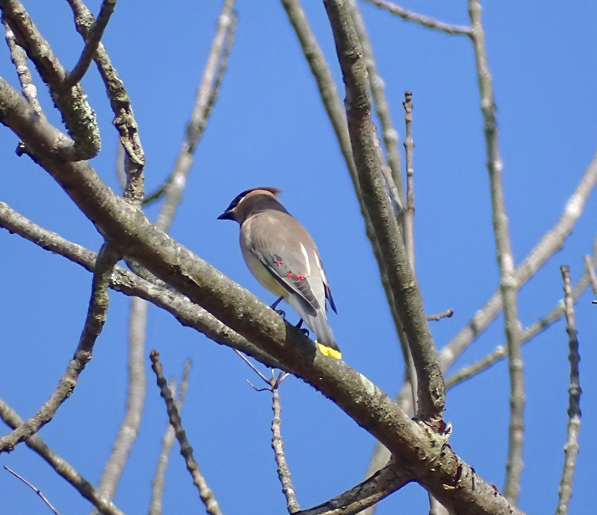 Cedar Waxwing - ML385113671