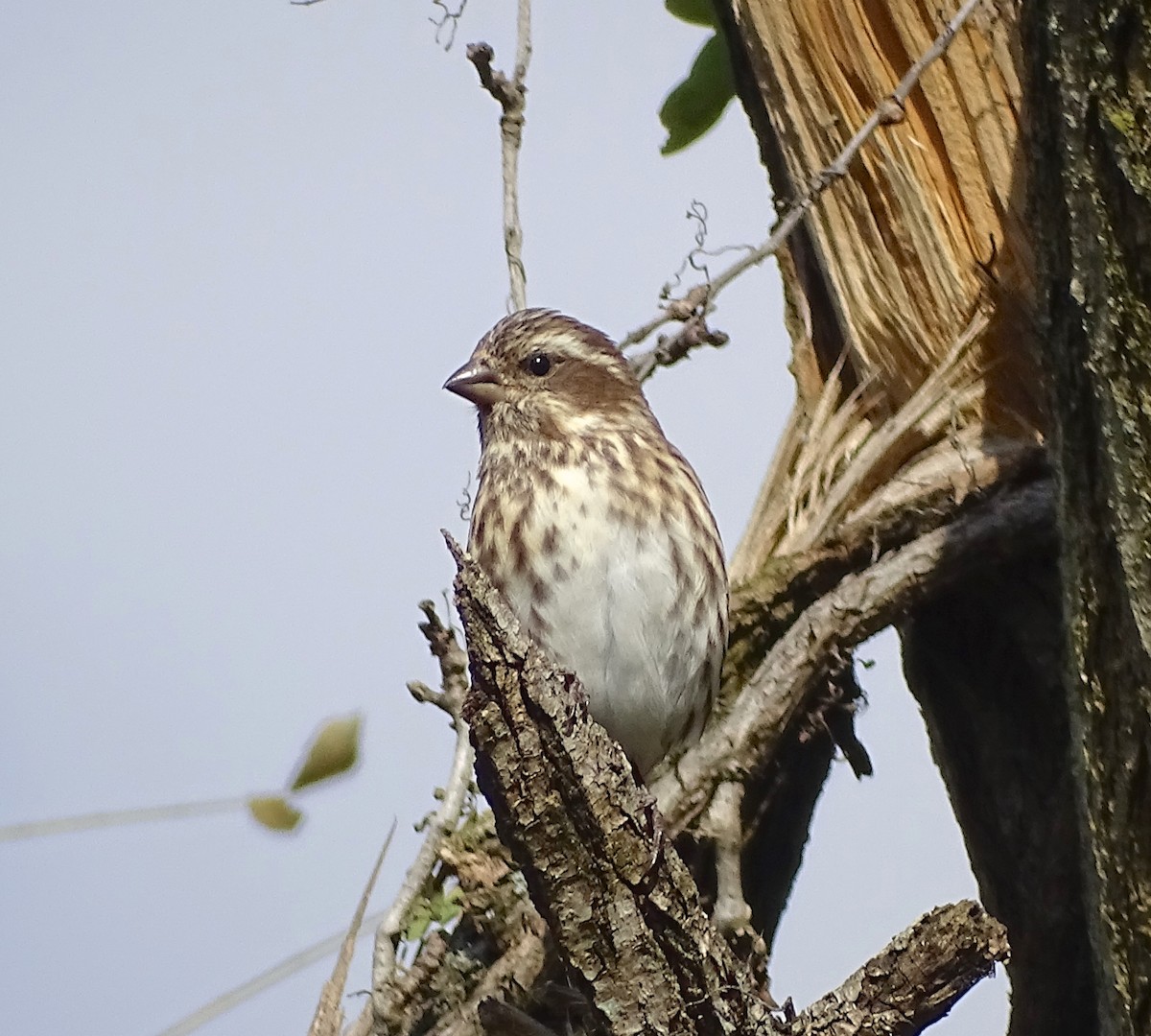 Purple Finch - ML385113721