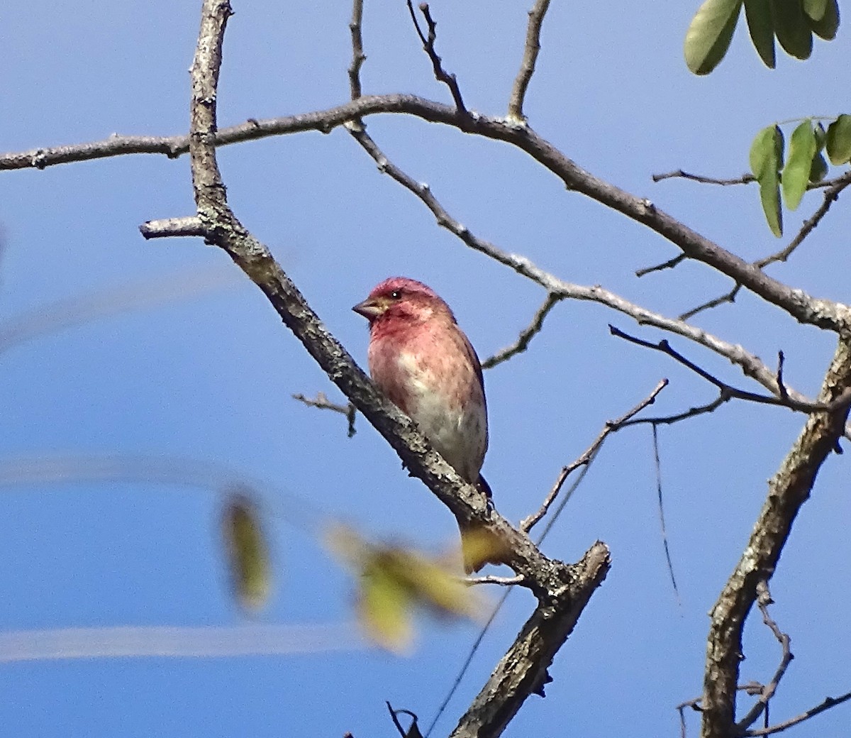 Purple Finch - ML385114001