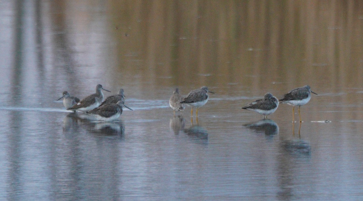 Lesser Yellowlegs - ML385114641