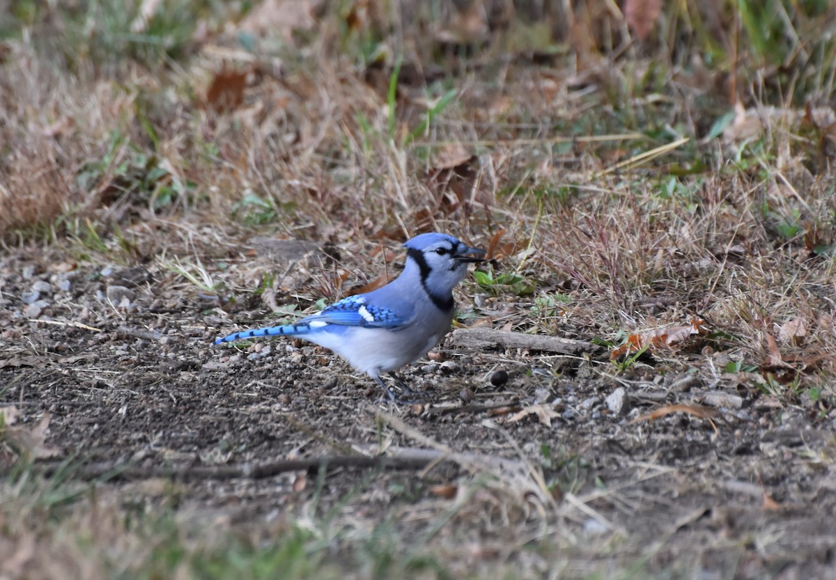 Blue Jay - ML385116351