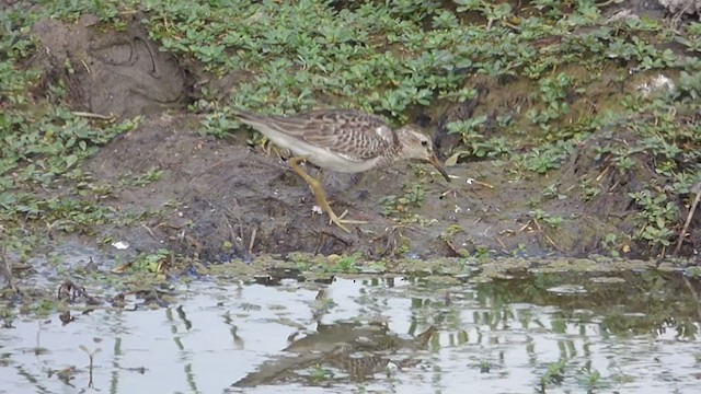 Pectoral Sandpiper - ML385116371