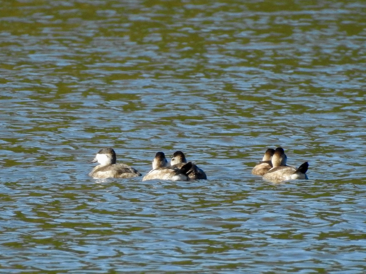 Ruddy Duck - ML385116481