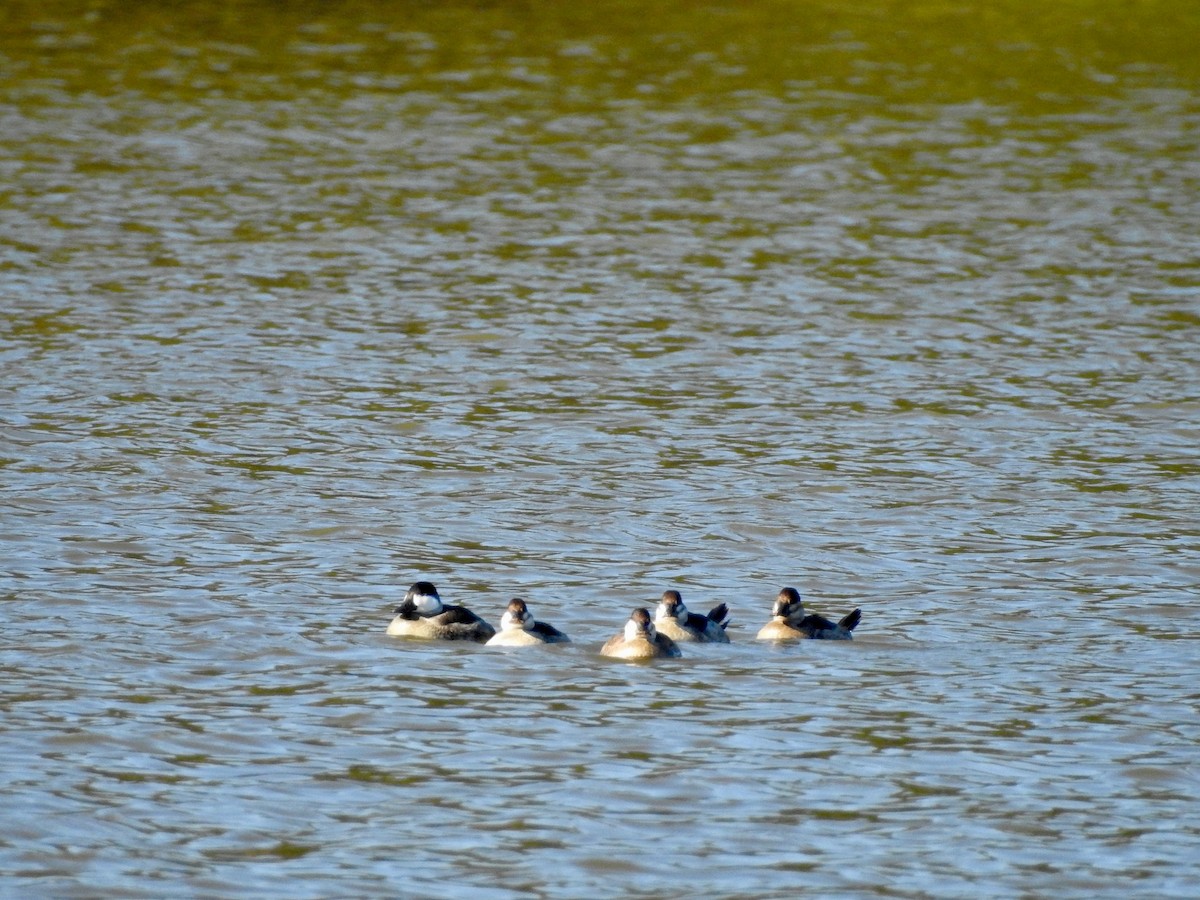 Ruddy Duck - ML385116491