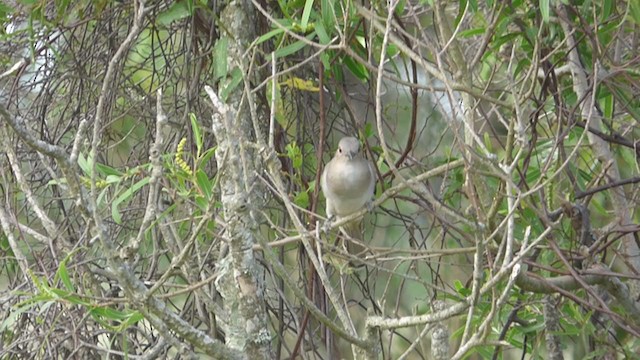 Ash-colored Cuckoo - ML385116571