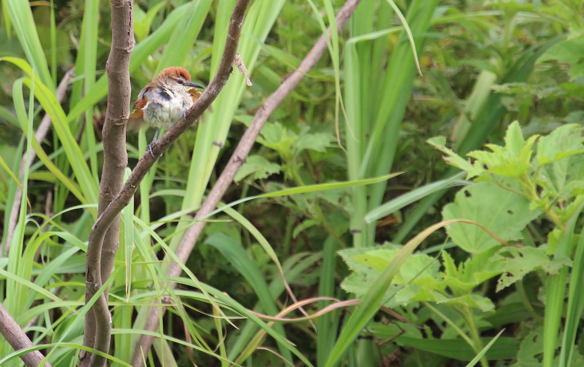 Yellow-chinned Spinetail - ML38511781