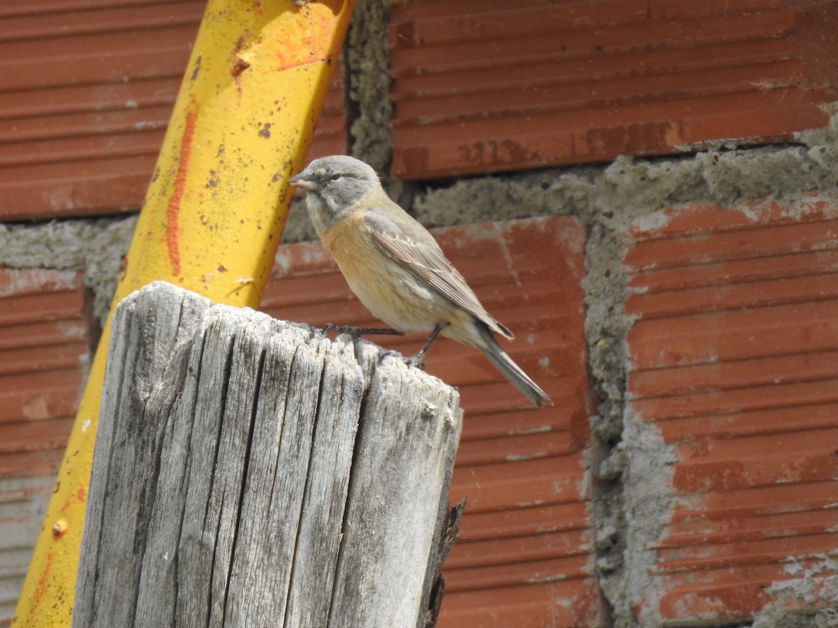 Gray-hooded Sierra Finch - ML385121381