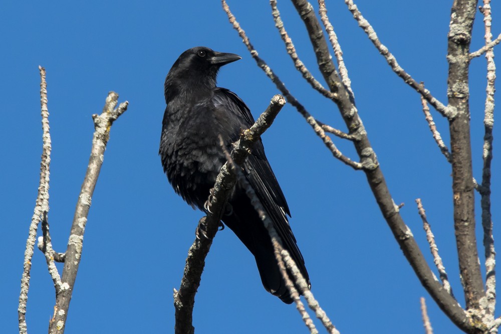 American Crow - ML385121691