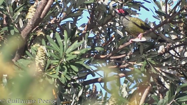 Australasian Figbird - ML385121951