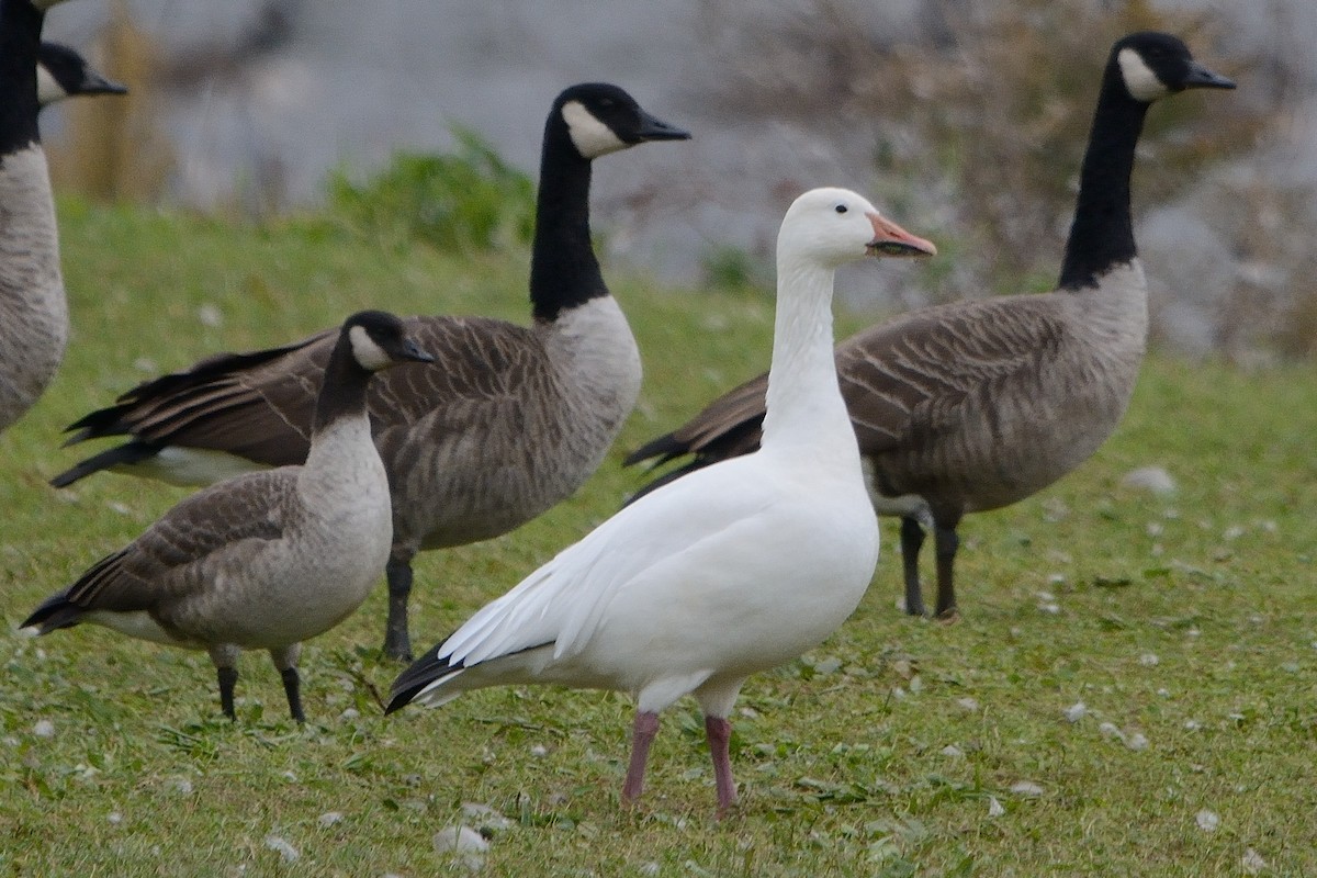 Snow Goose - ML385122081