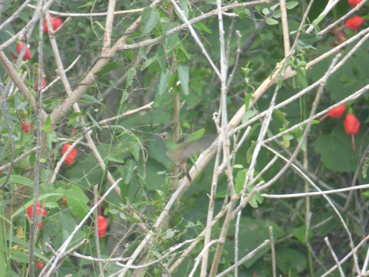 Buff-bellied Hummingbird - Hank George