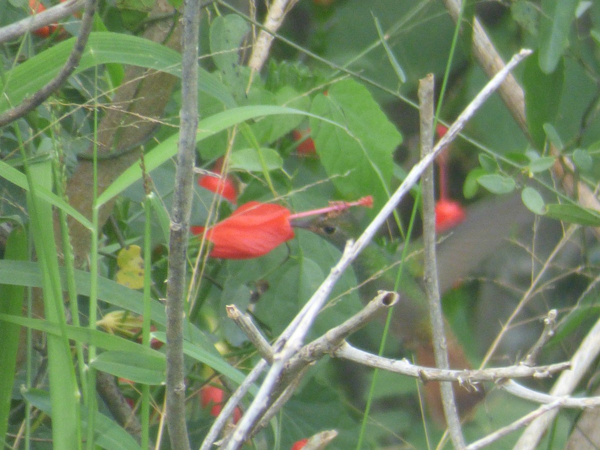 Buff-bellied Hummingbird - ML385122311