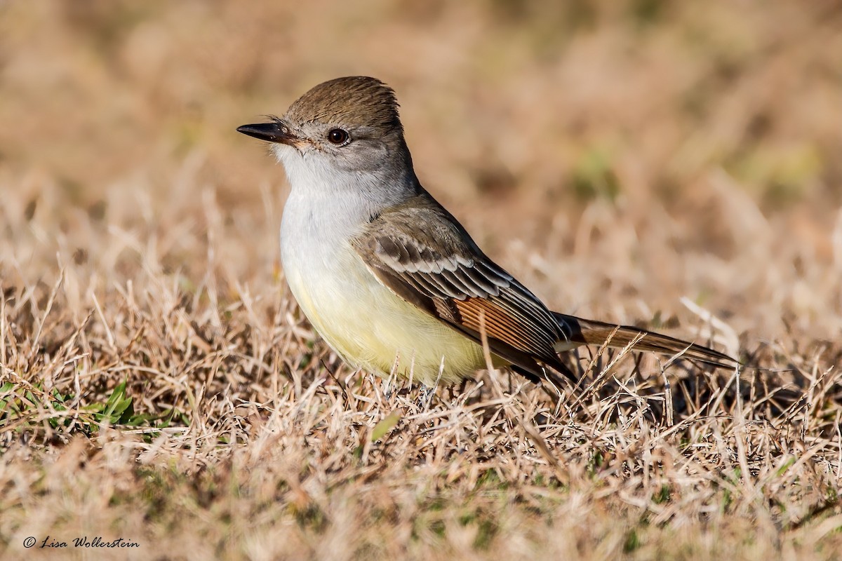 Ash-throated Flycatcher - ML385122561