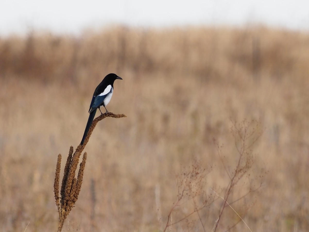 Black-billed Magpie - ML385124431