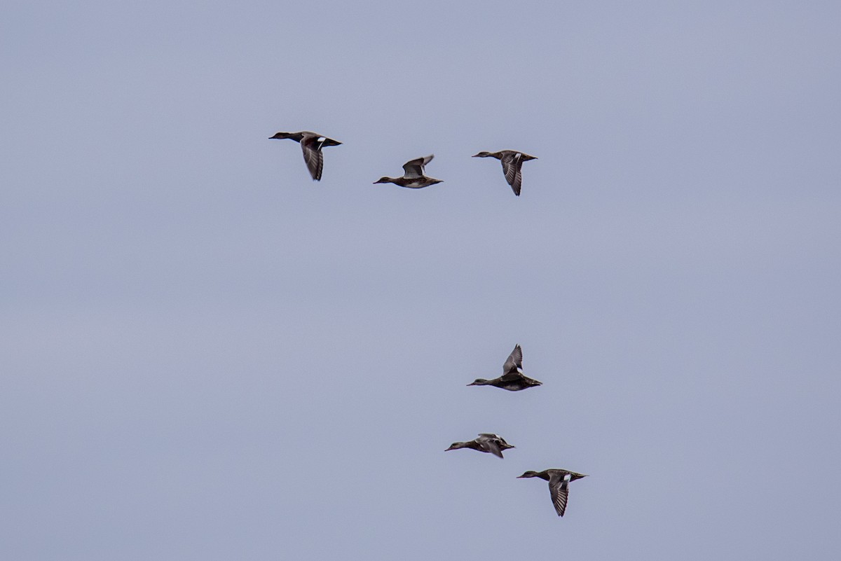 Gadwall - ML385125181