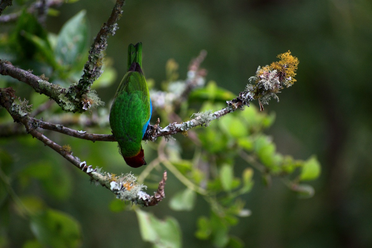 Bay-headed Tanager - ML385126661