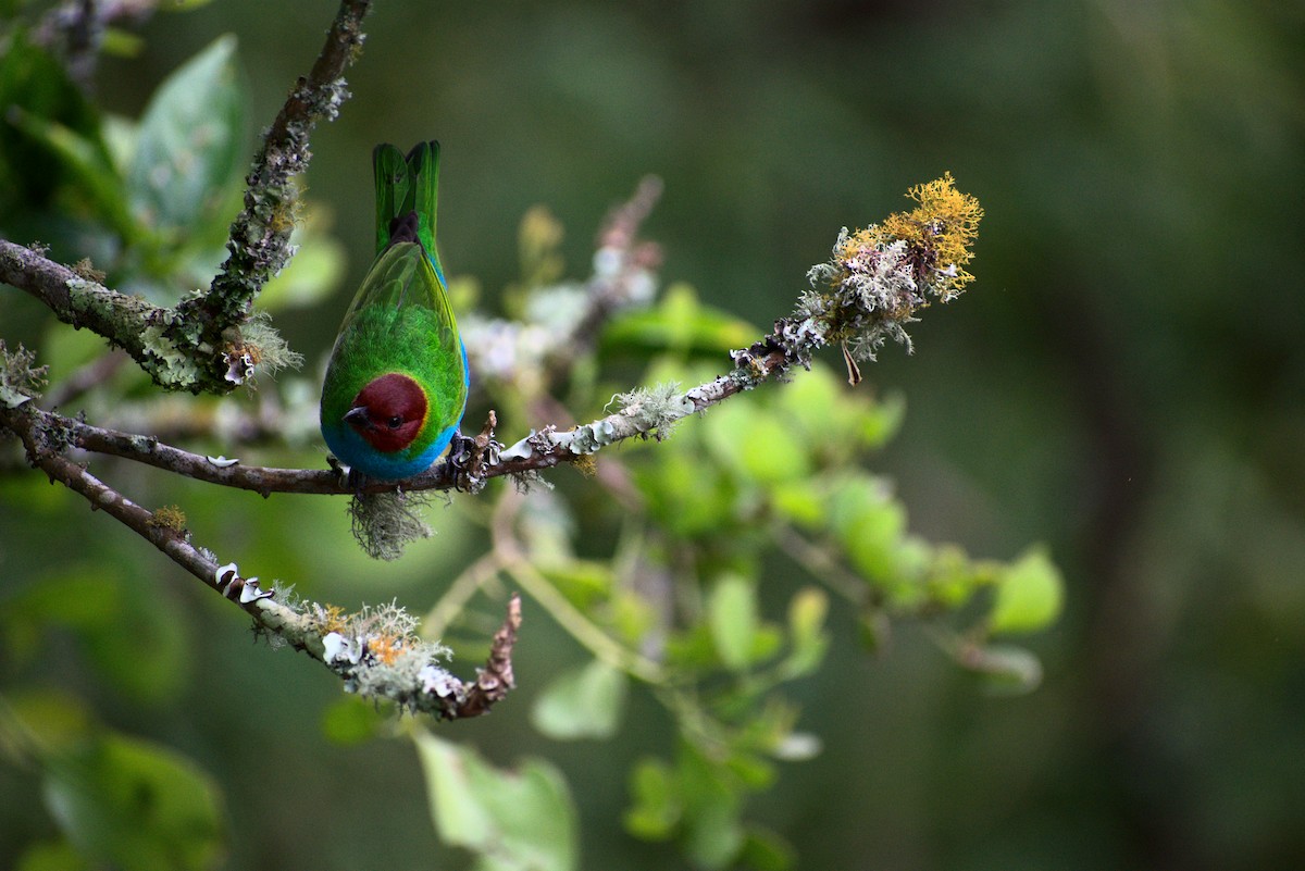 Bay-headed Tanager - ML385126691