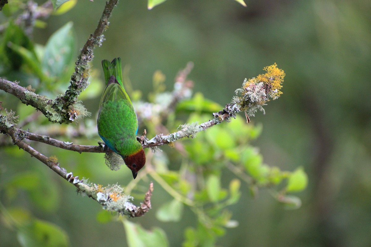 Bay-headed Tanager - ML385126701
