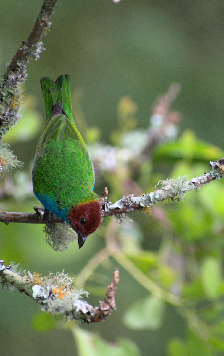 Bay-headed Tanager - ML385126711