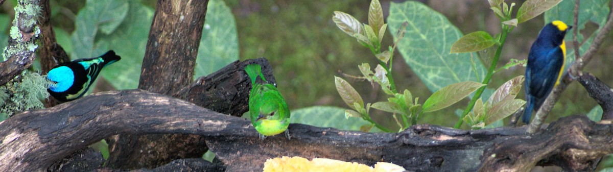 Green Honeycreeper - ML385126781