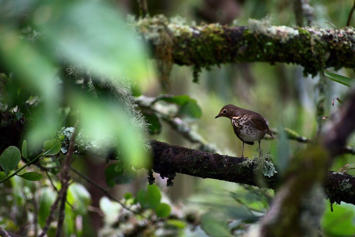 Swainson's Thrush - ML385127091