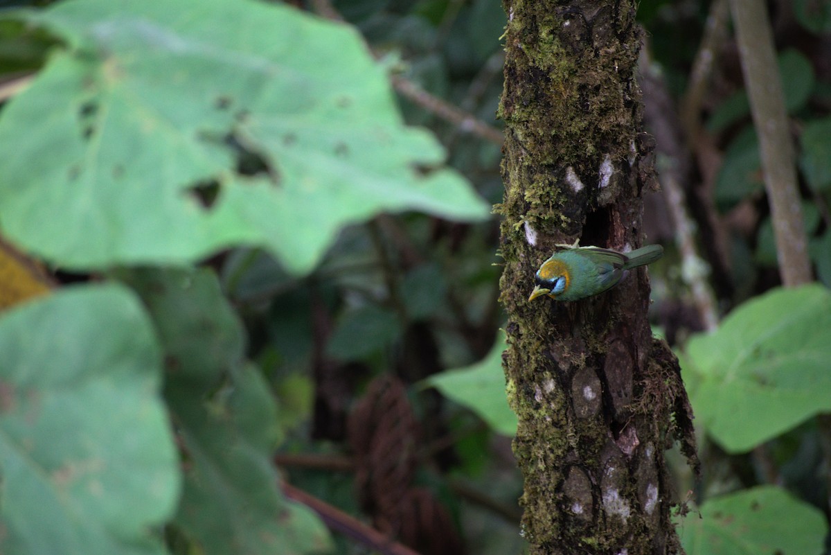 Red-headed Barbet - ML385127301