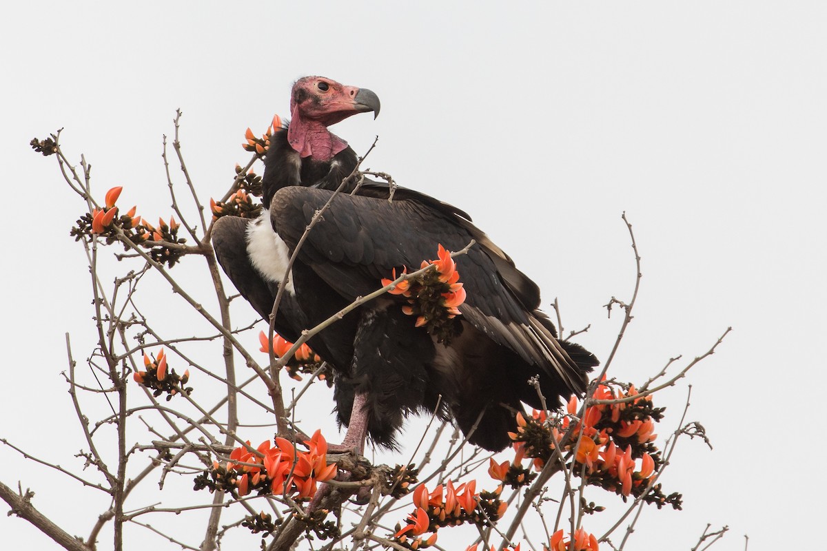 Red-headed Vulture - ML385127311