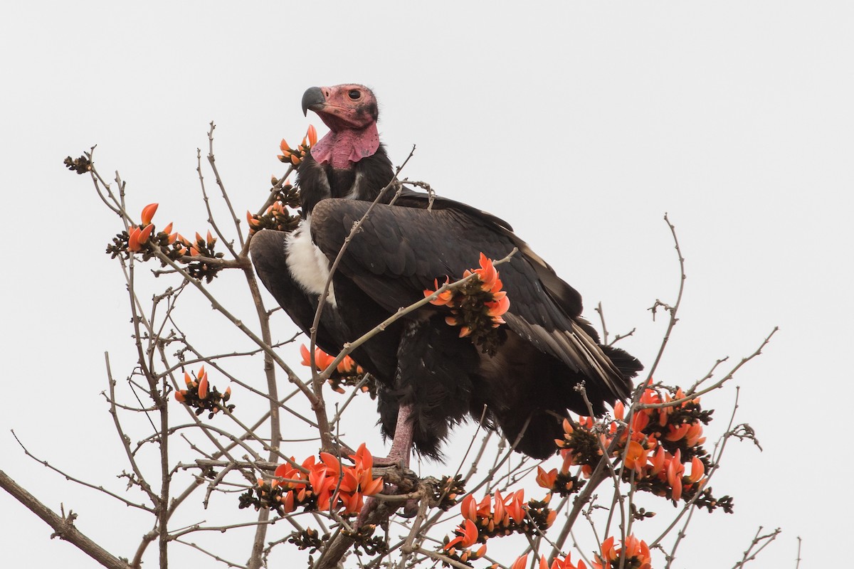 Red-headed Vulture - ML385127331
