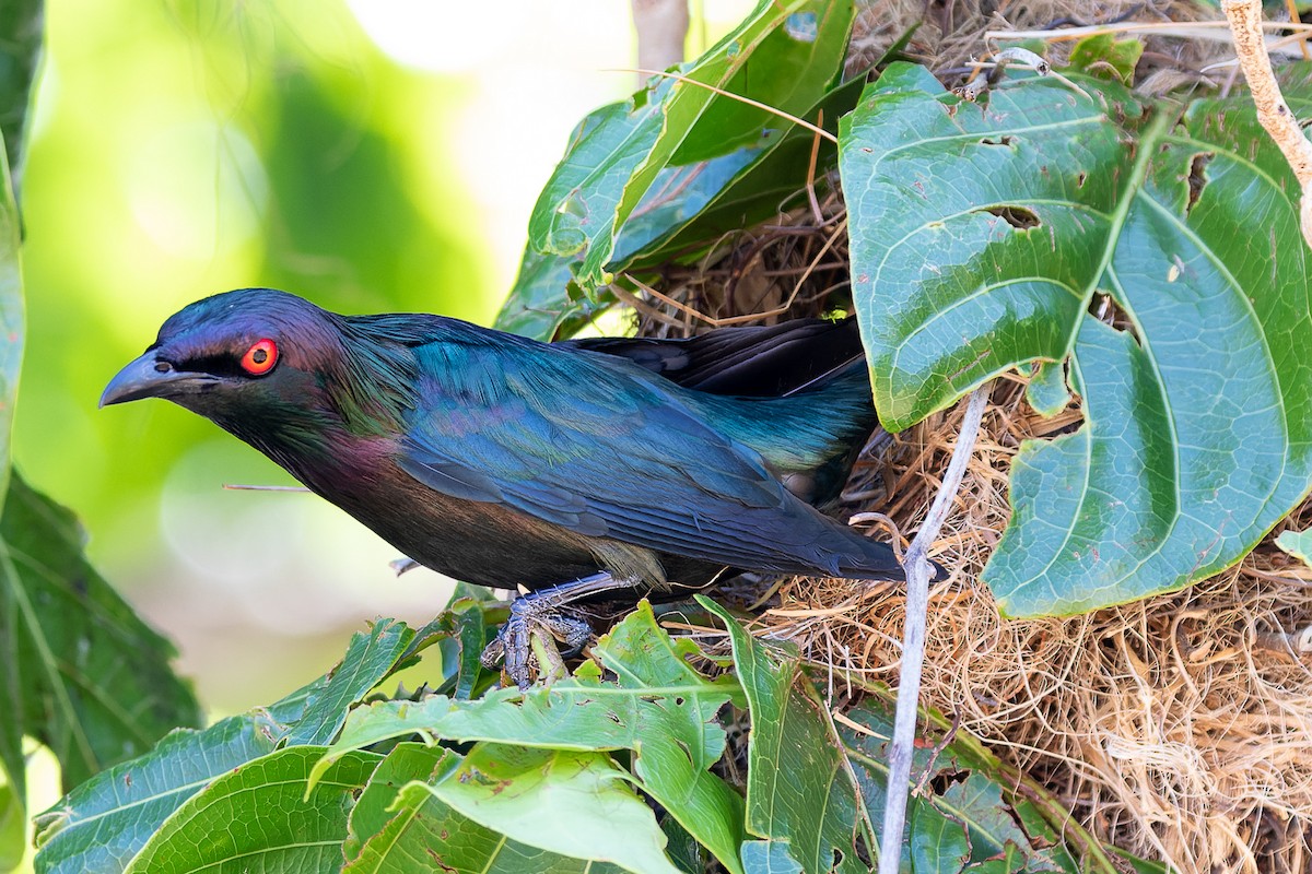 Metallic Starling - ML385128731