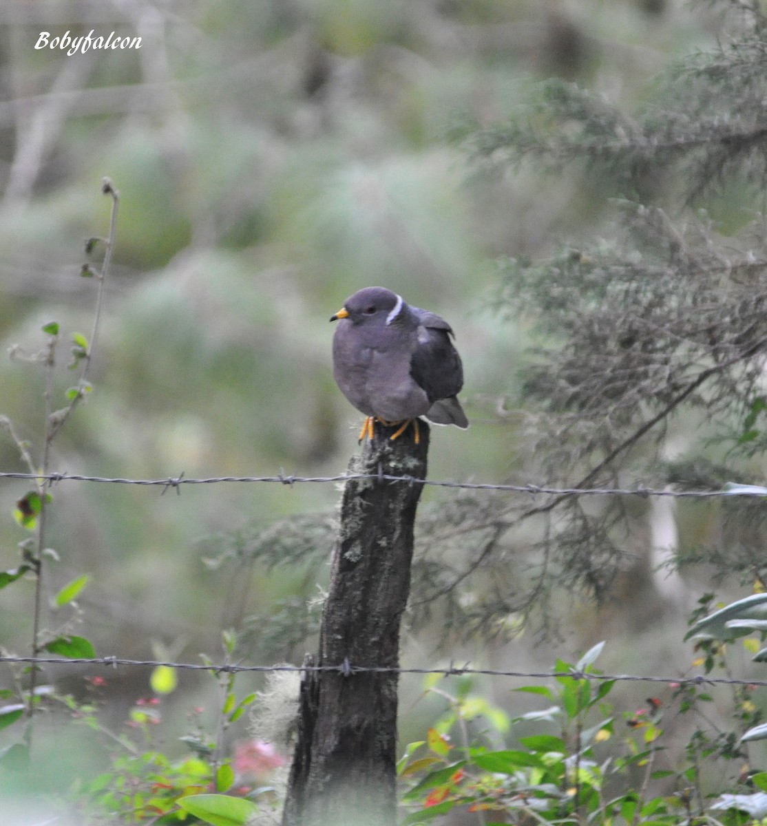 Band-tailed Pigeon - Roberto Amaya