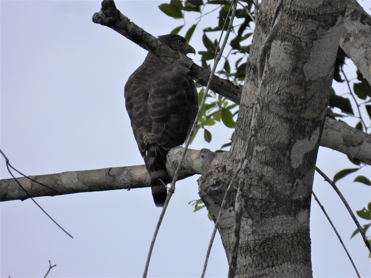 Roadside Hawk - ML385129131